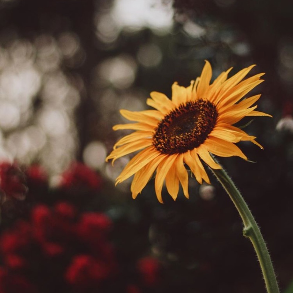 Meet your Posher, Gracie